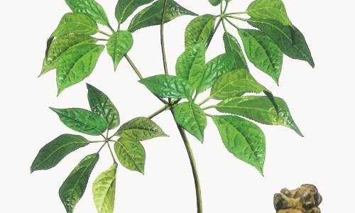 三红蜜柚好吃吗怎么样-三红密柚功效网 :分享三红蜜柚好吃吗怎么样-三红蜜柚新品种知识