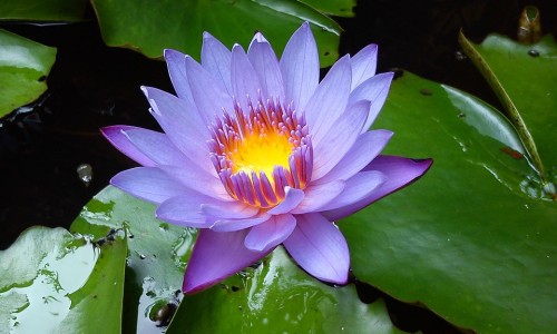 三红密柚功效网 :分享三红蜜柚好吃吗怎么样-三红蜜柚新品种知识